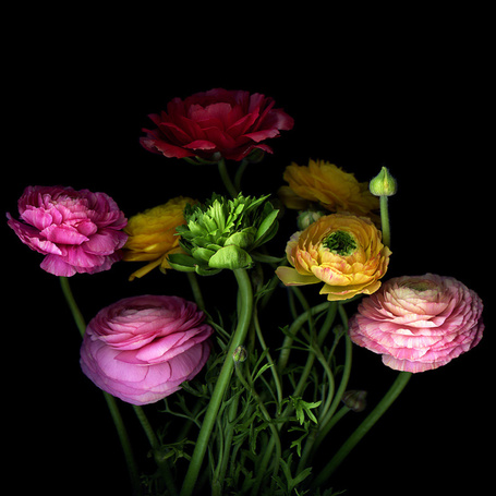 Цветы на черном фоне для фотошопа