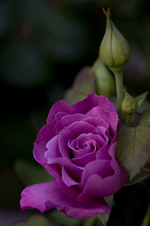Фото Темно - сиреневая роза с каплями на листьях