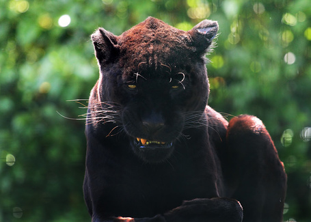 Кошка пантера домашняя фото