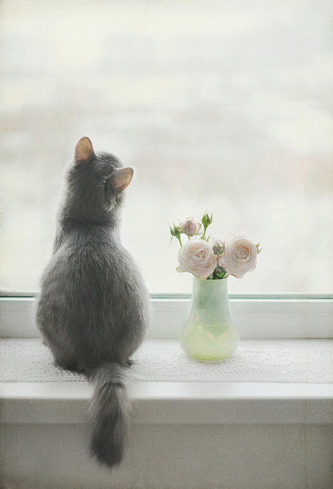 Фото Серый кот возле вазы с розами сидит на окне