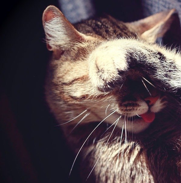 Фото Кот прикрывает глаза лапкой и высовывает язык
