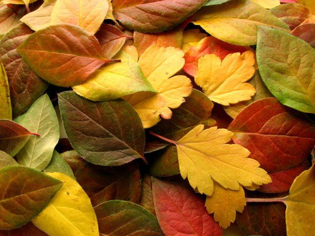 Фото Осенние листья
