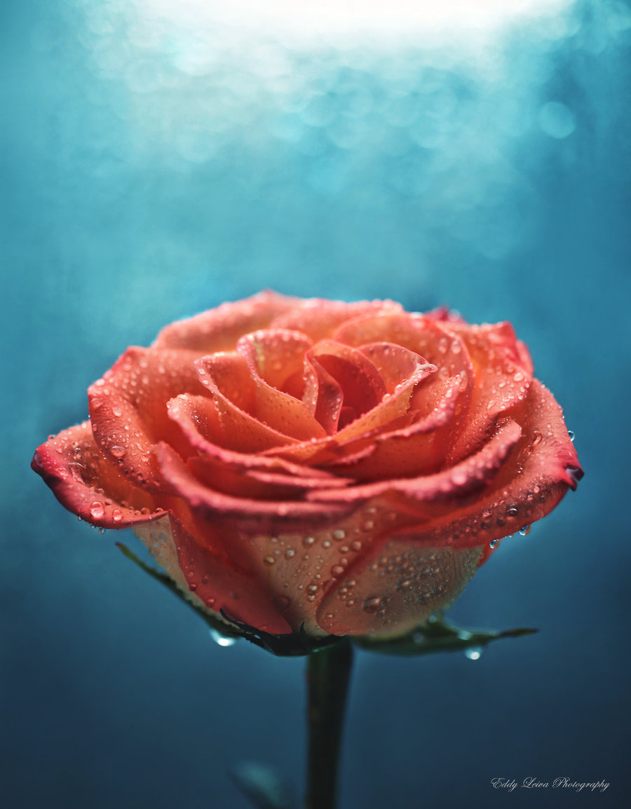 Розы в росе фото высокого разрешения самые красивые