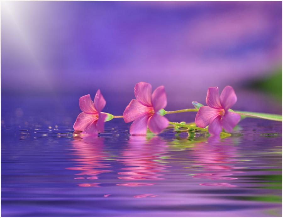 Фото Три розовых цветка на голубой воде