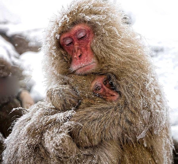 Фото Мама-обезьяна обнимает своего детеныша, оба припорошены снегом
