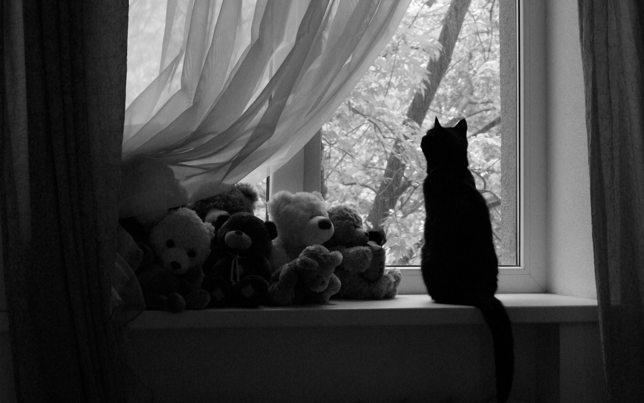 Котенок на окне
