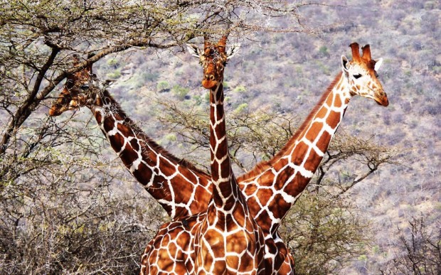 Фото Три жирафа стоят так, будто , это один причудливый трехголовый жираф