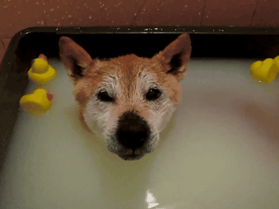 Фото Довольной купающейся собаке породы акита-ину на голову ставят резинового утенка