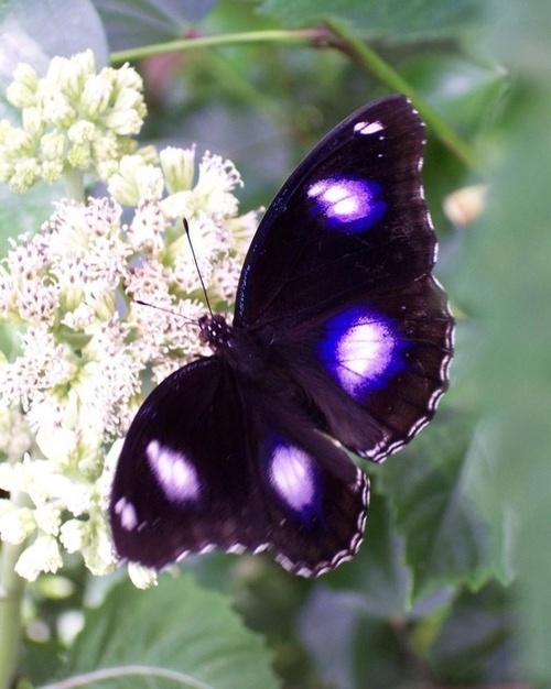 Фото Фиолетовая бабочка на белом соцветии цветов