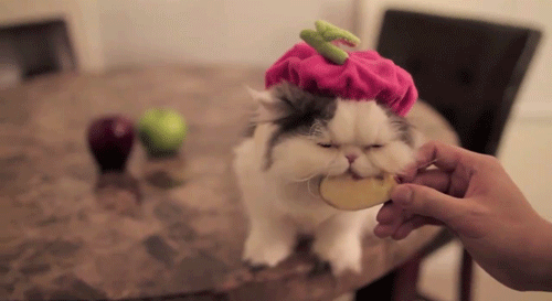 Фото Кот в розовой шапочке кушает яблочко
