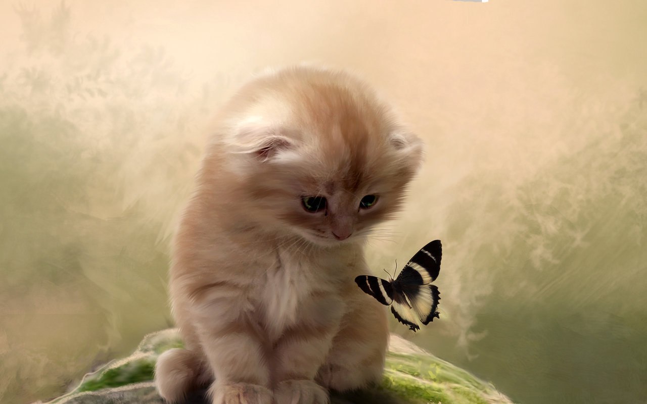 Фото Бежевый котенок сидит и смотрит на бабочку