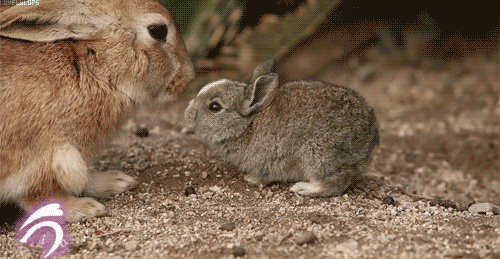 Фото Крольчиха обнюхивает своего крольчонка