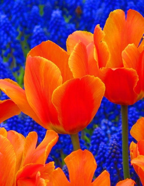 Фото Оранжевые тюльпаны на фоне голубых первоцветов