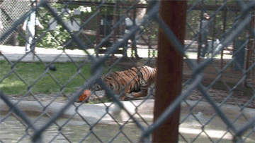 Фото В зоопарке, тигр играет с тыквой