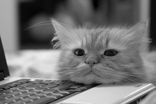 Фото Маленький кот положил голову на ноутбук и смотрит в камеру