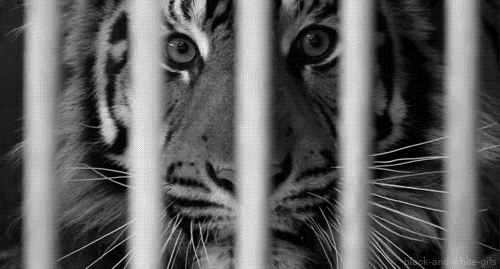 Тигр в клетке картинки
