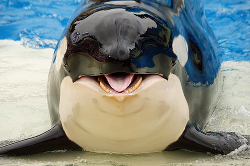 Фото Killer whale / дельфин-косатка