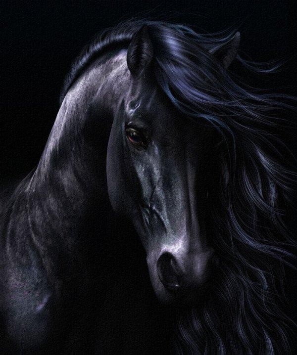 Фото Черная лошадь