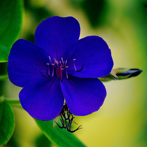 Фото Синий цветок