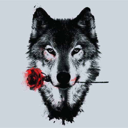 Фото Красивый волк держит розу в зубах