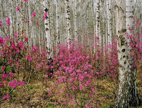 Фото Розовые цветы в березовом лесу