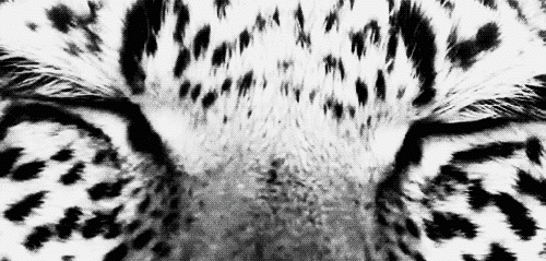 Фото Моргающие глаза леопарда