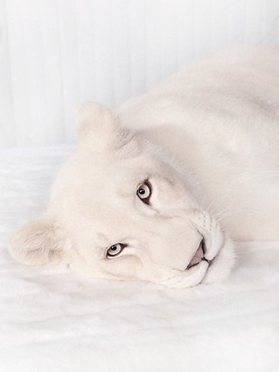 Белая Львица Фото
