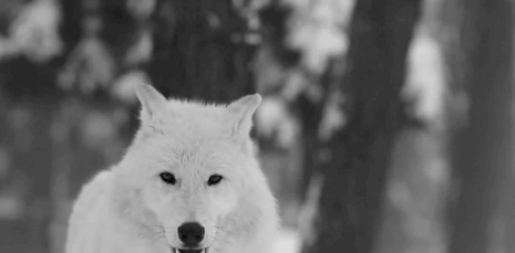 Фото Воющий белый волк изо рта которого выходит теплый воздух