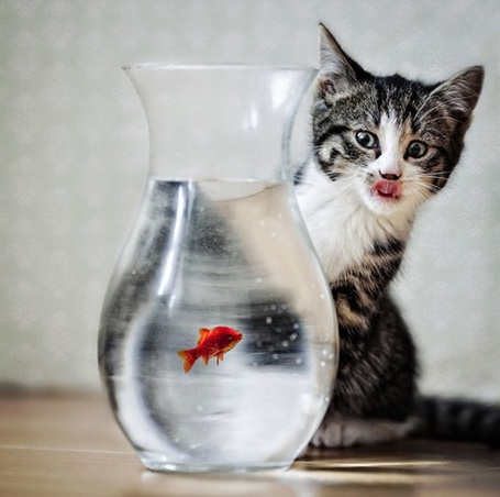 Фото котик с рыбкой