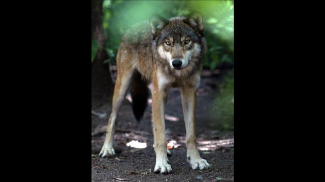 Фото Длинноногий волк внимательно смотрит в объектив