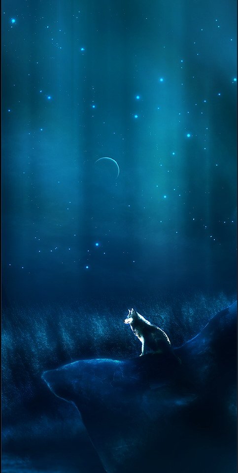 Фото Волк сидит на большом камне ночью