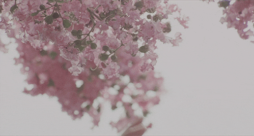 Фото Рука человека дотрагивается к цветущей весенней ветке с розовыми цветочками