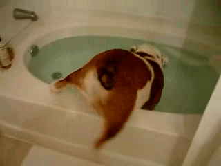 Фото Собака породы английский бульдог залезла в наполненную водой ванную, по пути роняя в воду бутылочки с шампунями