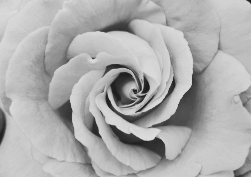 Фото Роза в черно-белых тонах