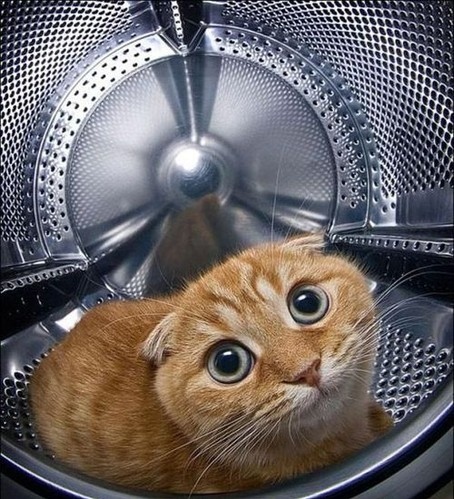 Фото Кот сидит в середине стиральной машинки