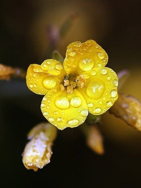 Фото Желтый цветок в каплях росы