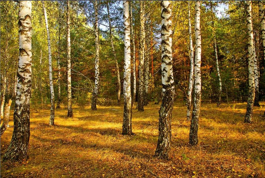 Фото березовая роща летом