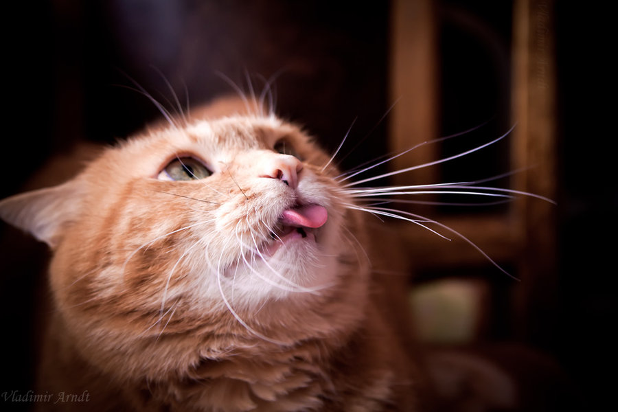 Фото Рыжий кот высовывает язык