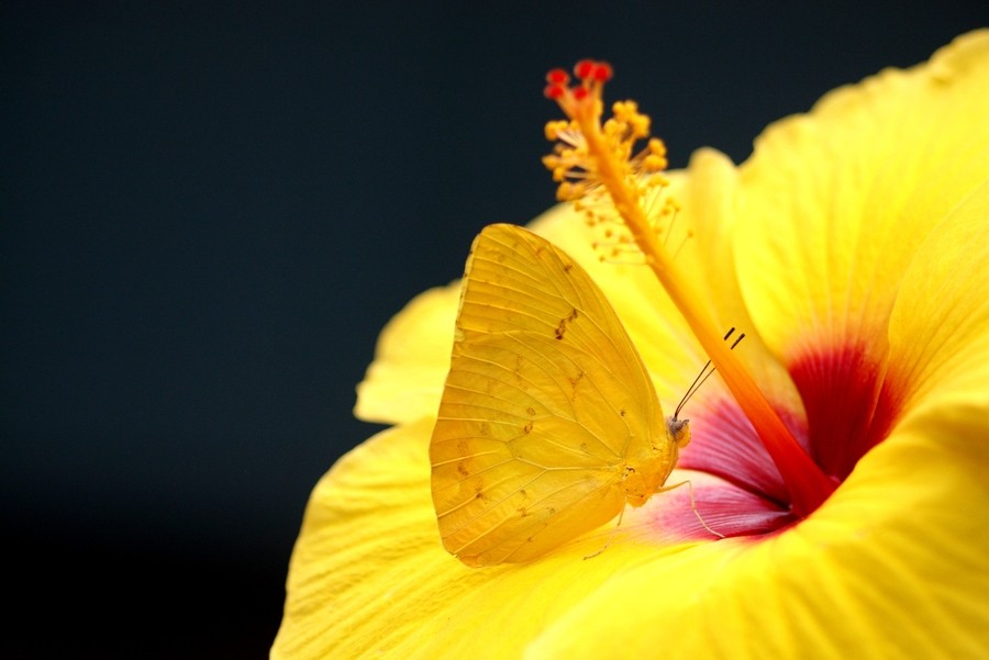 Фото Ярко-желтый цветок гибискуса, на котором сидит желтая бабочка