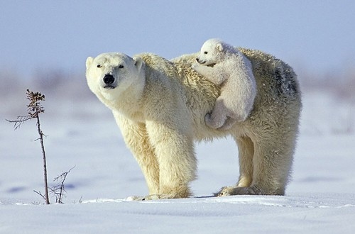 Фото Белый медвежонок лезет на мамину спину