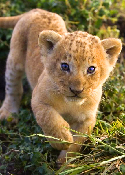 Фото Маленький львенок в траве
