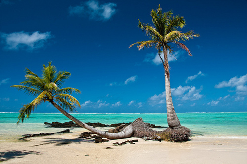 Фото Две пальмы растут на морском берегу
