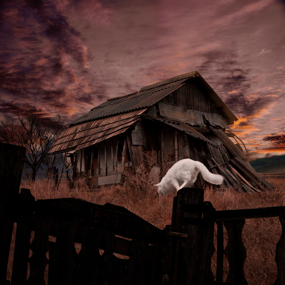 Фото Ослепительно белый кот, сидящий на деревянном столбике забора, огораживающего ветхий, разваливающийся дом, на фоне пасмурного неба, фотограф Caras Iount