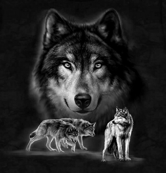 Фото Три волка под охраной своего вожака