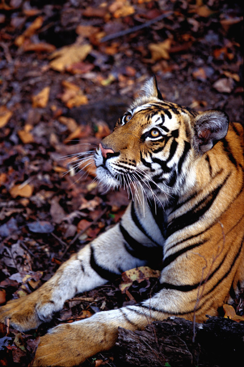 Фото Тигр смотрит вверх лежа на опавших листьях