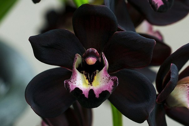 Фото Черная орхидея / Cymbidium Kiwi Midnight