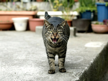Серый беспородный кот фото