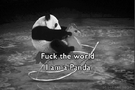 Фото Панда качается на паласе на игрушечной лошадке (Fuck the world. I am a Panda / К черту этот мир я панда)