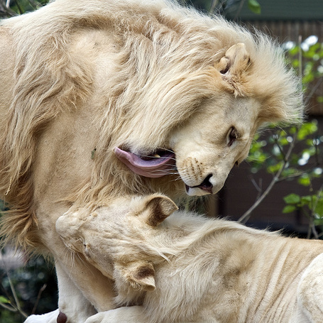 Лев кусает львицу за хвост фото