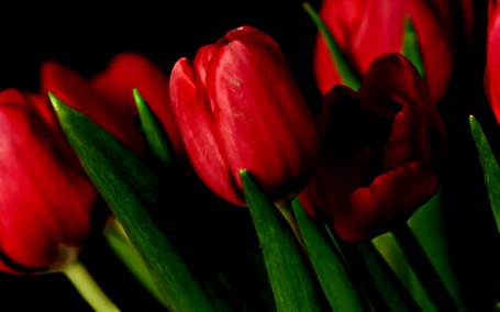Красные цветы на черном фоне картинки